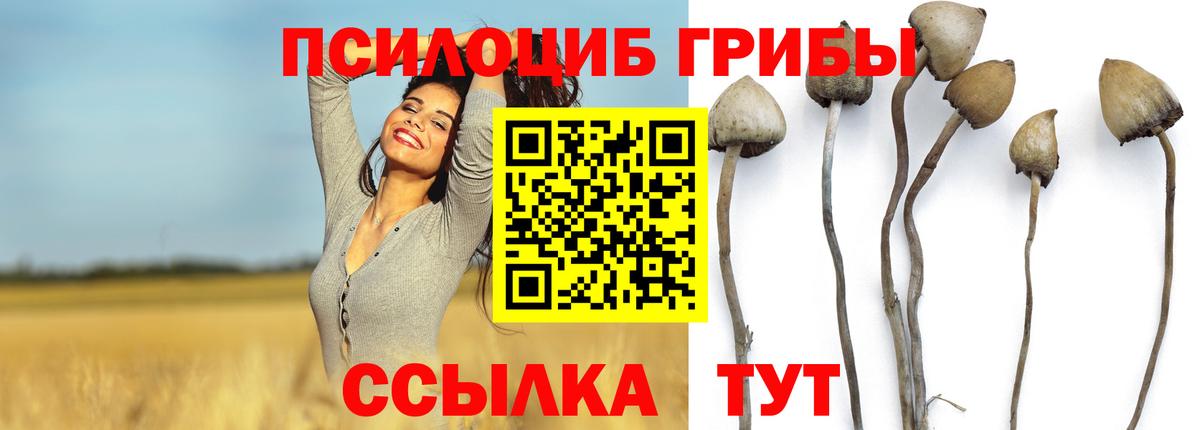 где купить наркоту  Вход с VPN  Темрюк  Галлюциногенные грибы мицелий 
